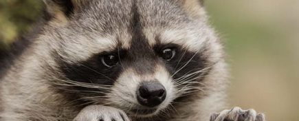 become a home renovation technician-2