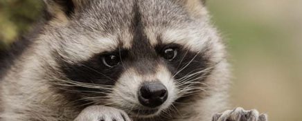 become a home renovation technician-2