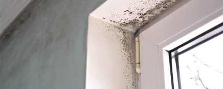 Mold growth. Mould spores thrive on moisture. Mold spores can quickly grow into colonies when exposed to water